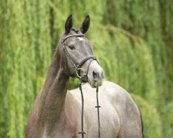 Geländepferd Königsehre (Trakehner, 2014, von Interconti)