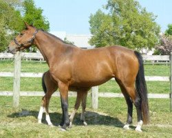 broodmare Quinta de Pontlière (Selle Français, 2004, from Felin Pierreville)