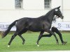 broodmare Ambiente (Trakehner, 2012, from Oliver Twist)