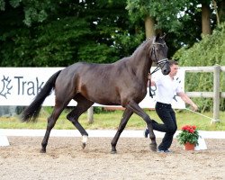 broodmare Herbstlicht (Trakehner, 2013, from Ovaro)