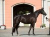 broodmare Octavia (Trakehner, 2013, from E.H. Millennium)