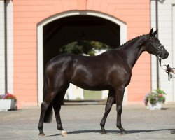 broodmare Octavia (Trakehner, 2013, from E.H. Millennium)