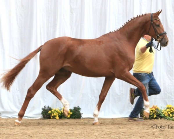 stallion Danciero V (Hanoverian, 2013, from Dancier)