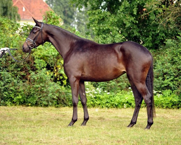 broodmare Composition (Trakehner, 2013, from Imhotep)