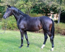 broodmare Kamara (Trakehner, 2013, from All Inclusive)