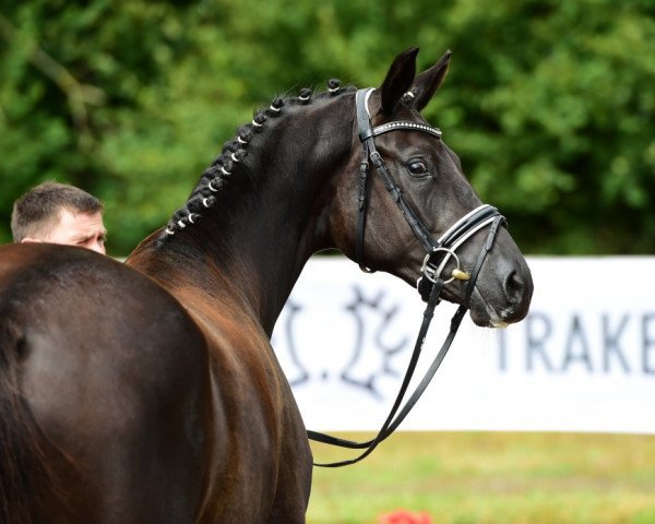 broodmare Winterreise (Trakehner, 2014, from E.H. Millennium)