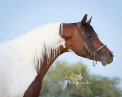 stallion Majestic Sunspot (Pintabian, 1997, from Adore My Sunspot)