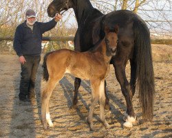 horse Chameur's Cherie M (Zweibrücker, 2012, from Charmeur)