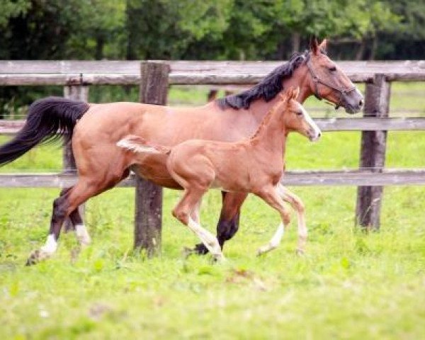 broodmare Quiva du Rouet (Selle Français, 2004, from Allegreto)