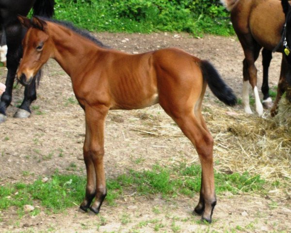 dressage horse Aurelio M (Oldenburg, 2012, from Ampère)