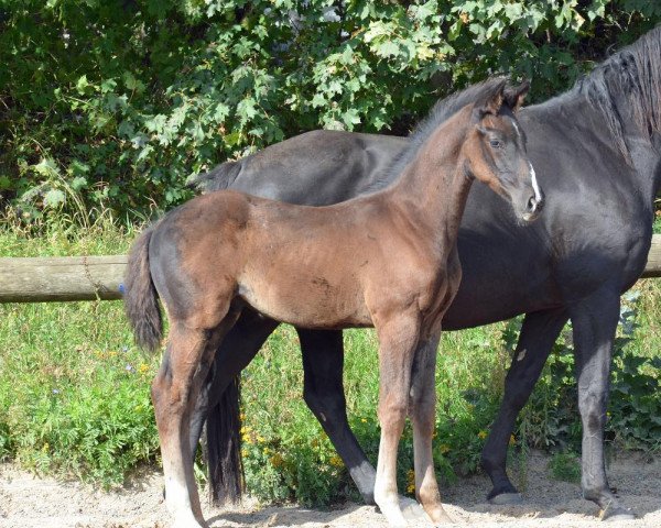 dressage horse Dark Temptation M (Oldenburg, 2013, from Desperado)