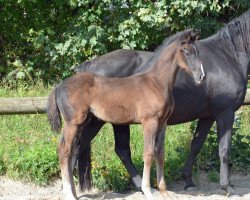 dressage horse Dark Temptation M (Oldenburg, 2013, from Desperado)