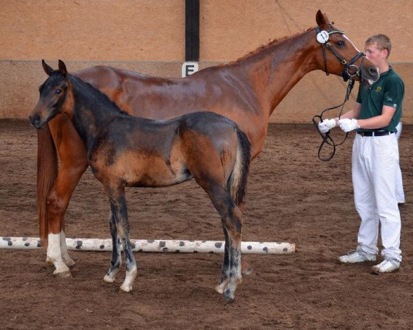 horse Charm Style M (German Riding Pony, 2013, from Charming Boy M)