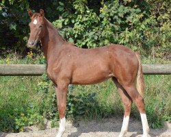 dressage horse Fleur Rouge M (Zweibrücken, 2013, from Foundation 2)