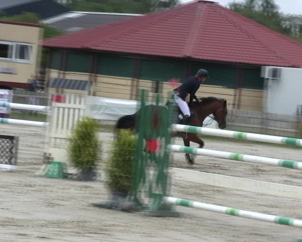 Reitturnier Schülp / Rendsburg 2019
