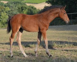 dressage horse Bijou de Bordeaux M (Deutsches Sportpferd, 2014, from Bordeaux 28)