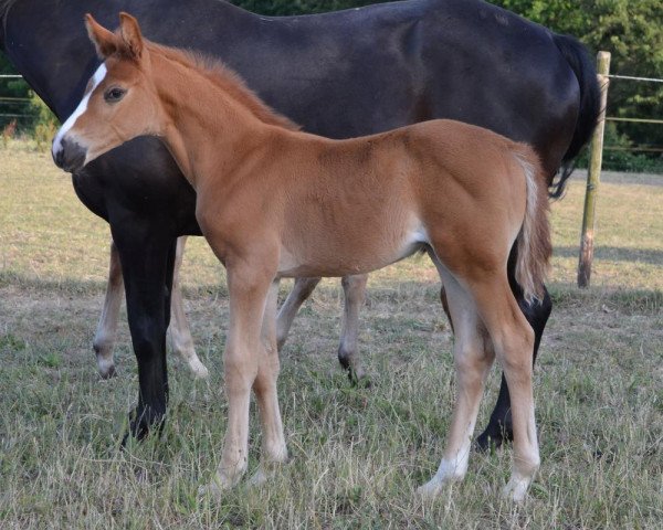 dressage horse Diva Dior M (Zweibrücken, 2014, from Don Frederic 3)