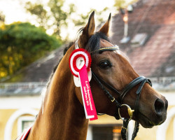 stallion NorCal Sierra SnoMan (Arab half breed / Partbred, 2006, from Majestic Sunspot)