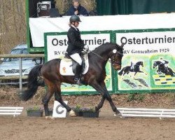 dressage horse Kalistos M (Deutsches Reitpony, 2009, from Keerlke)