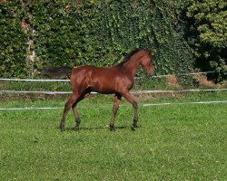 stallion American Pa Shah (Arab half breed / Partbred, 2016, from NorCal Sierra SnoMan)