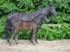 dressage horse Faith M (Zweibrücken, 2012, from Fürstenball)