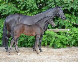 dressage horse Faith M (Zweibrücken, 2012, from Fürstenball)