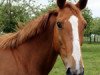 broodmare Quelle du Rouet (Selle Français, 2004, from Dollar du Murier)