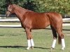 dressage horse Bella (Westphalian, 2013, from Brisbane)