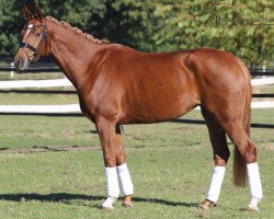 dressage horse Bella (Westphalian, 2013, from Brisbane)