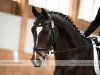 dressage horse Loredo 56 (Westphalian, 2010, from Henglein's Licosto)