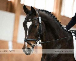 dressage horse Loredo 56 (Westphalian, 2010, from Henglein's Licosto)