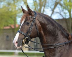 stallion Dankeschön (Westphalian, 2007, from Danone 4)