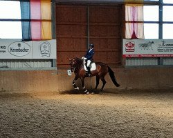 dressage horse Feniciano (Oldenburg, 2015)