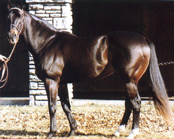 stallion Tyrant xx (Thoroughbred, 1966, from Bold Ruler xx)