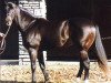 stallion Tyrant xx (Thoroughbred, 1966, from Bold Ruler xx)