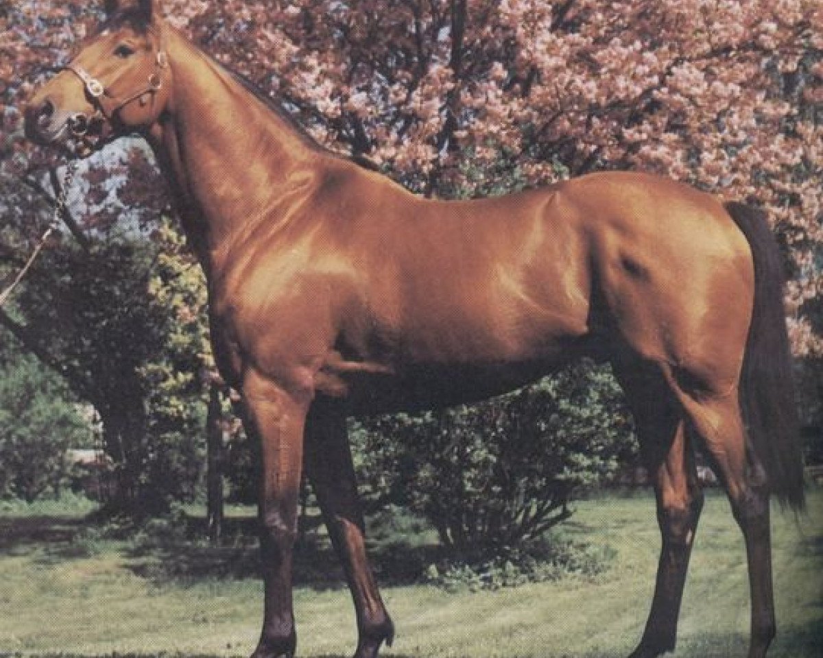 Deckhengst R.B.Chesne xx (Englisches Vollblut, 1976, von Brigadier Gerard xx)