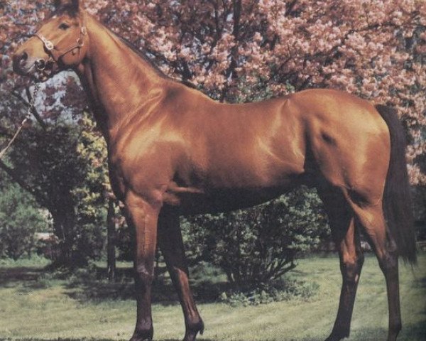 stallion R.B.Chesne xx (Thoroughbred, 1976, from Brigadier Gerard xx)