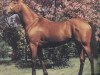stallion R.B.Chesne xx (Thoroughbred, 1976, from Brigadier Gerard xx)