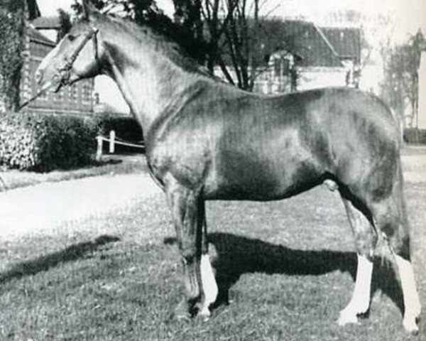 stallion Phoenix (Selle Français, 1959, from Rantzau xx)