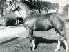 stallion Phoenix (Selle Français, 1959, from Rantzau xx)