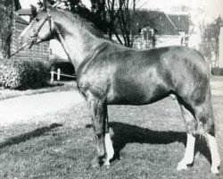 stallion Phoenix (Selle Français, 1959, from Rantzau xx)