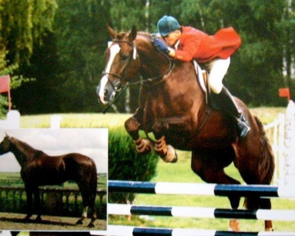 stallion Arra d'Auzay (Selle Français, 1988, from Double Espoir)