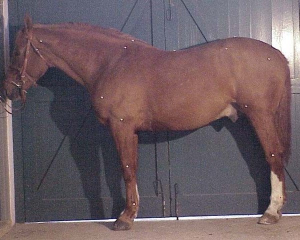 stallion Eden de la Cour (Selle Français, 1992, from Le Tôt de Semilly)