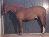 stallion Eden de la Cour (Selle Français, 1992, from Le Tôt de Semilly)