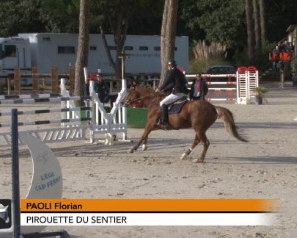 horse Pirouette du Sentier (Selle Français, 2003, from Eden de la Cour)