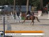 Pferd Pirouette du Sentier (Selle Français, 2003, von Eden de la Cour)