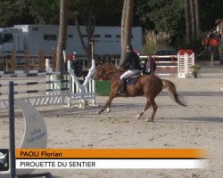 horse Pirouette du Sentier (Selle Français, 2003, from Eden de la Cour)