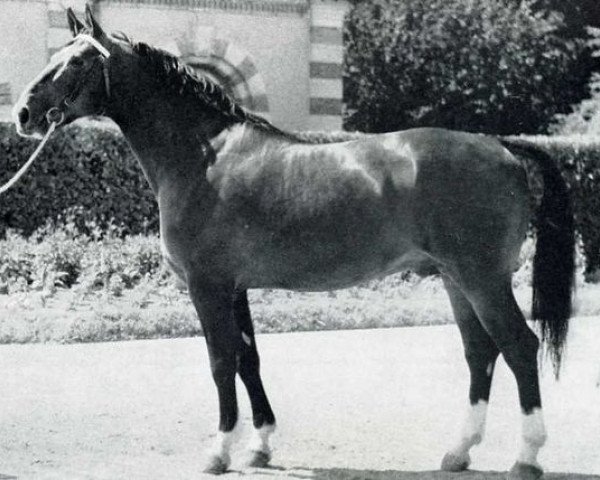 stallion Laurier Rose (Selle Français, 1955, from Fleuron)