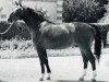 stallion Laurier Rose (Selle Français, 1955, from Fleuron)