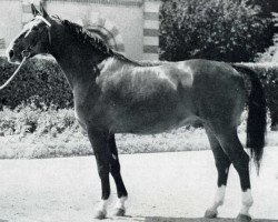 Deckhengst Laurier Rose (Selle Français, 1955, von Fleuron)